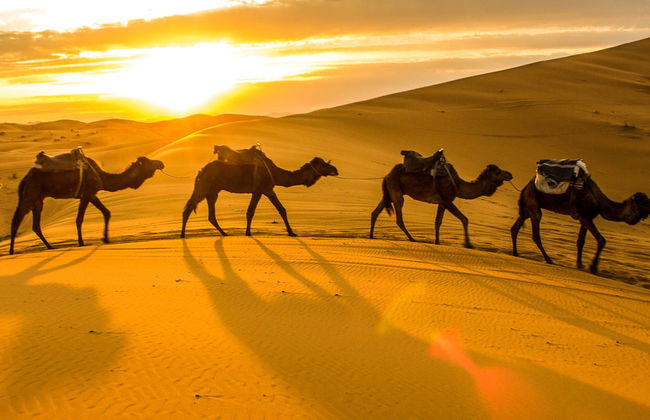 Balade privée en chameau dans le désert de Thar - Photo 3