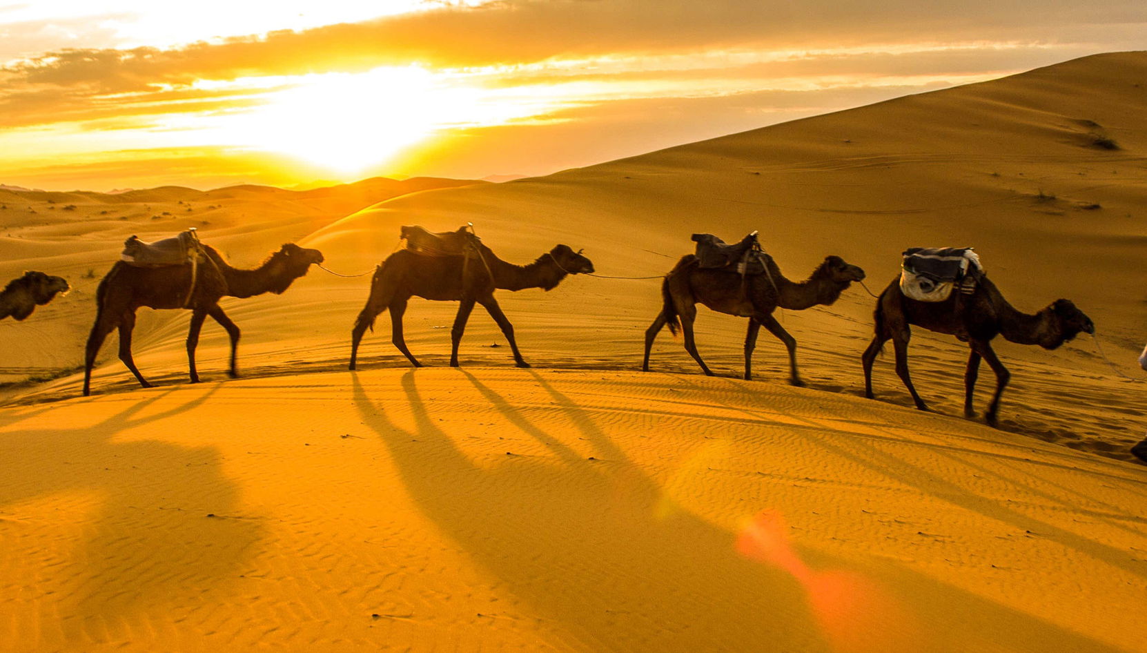 Thar Desert Private Camel Ride - Foto 1