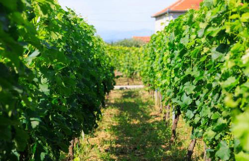 Country side Villa Mila - Photo 60