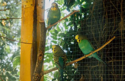 Villa Tropica, total privacy, tropical garden and private pool - Photo 44