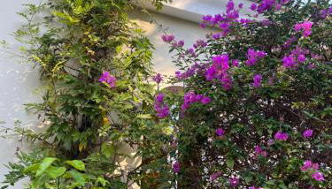 Numeroquattro- Light blue appartamento in Villa con giardino e piscina - Foto 5