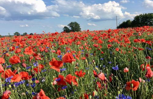 Ferienhaus M&M - Foto 12