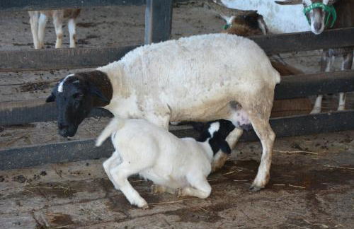 FLAT MONTE CASTELO GRAVATÁ 2 QUARTOS COM AR CONDICIONADO - WIFi - Foto 21