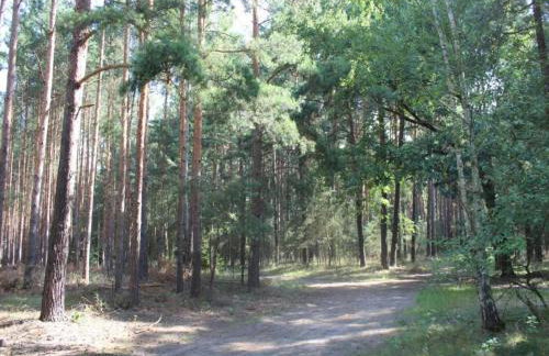 Waldblick Forest Retreat - Foto 55