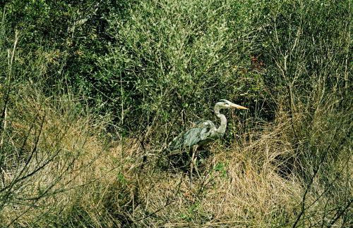 Secluded Cabin near Ocala National Forest in Central Florida - Foto 12