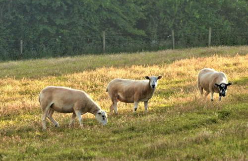 Mabel's View - Photo 26