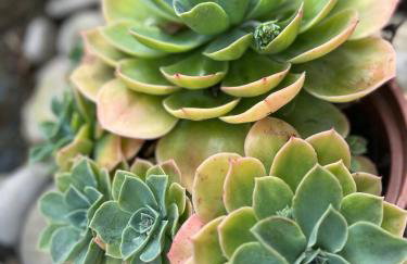 Caesars Lodge - Photo 74