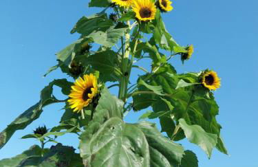 Beautiful 2 bed cottage with swimming pool - Foto 66