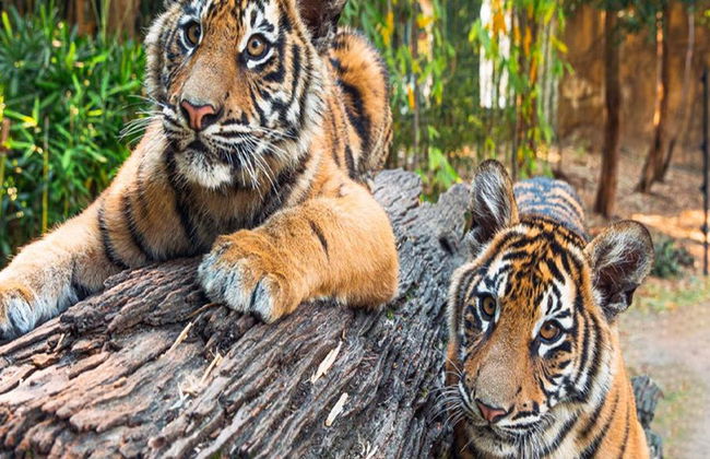 Dreamworld + WhiteWater World 2-Tages-Pass - Foto 3