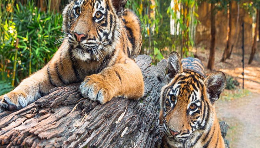 Dreamworld + WhiteWater World 2-Tages-Pass - Foto 3