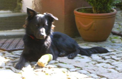 Ferienhaus - Vakantiehuis, Ferienwohnung, 100 qm, Rollmann, 54578 Nohn, Eifel- Nürburgring - Foto 21