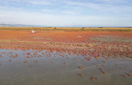 Flamingo View Suites & Villas - Photo 21