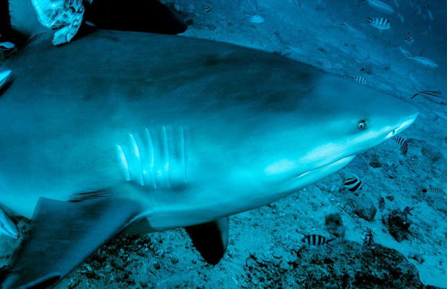 Plongée avec les requins-bouledogues à Playa del Carmen - Photo 7
