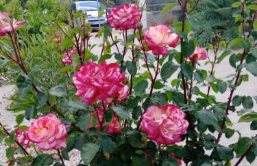 Cortijo Rural Buenavista Montefrio - Foto 7