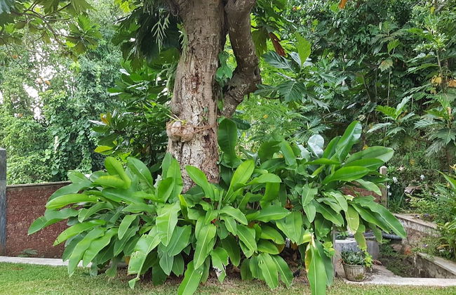 Siriniwasa Villa Induruwa - Foto 48