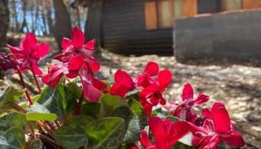 Woods Etna Chalet - Foto 5, Garden, Garden view