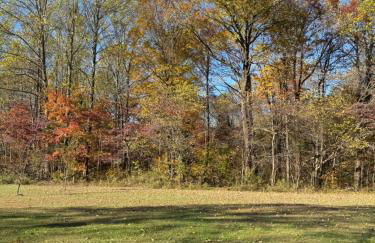 Fireflies and night skies! - Foto 10