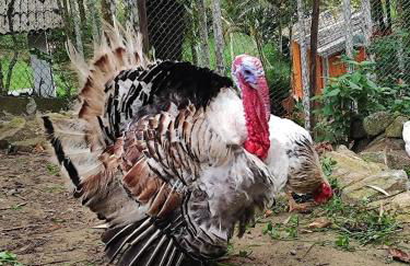 Chácara da Vó na Natureza - Foto 19