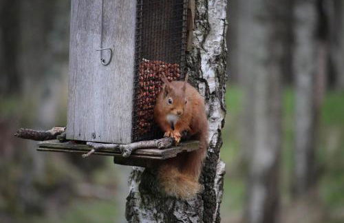 Lodges at the Mains - Photo 21