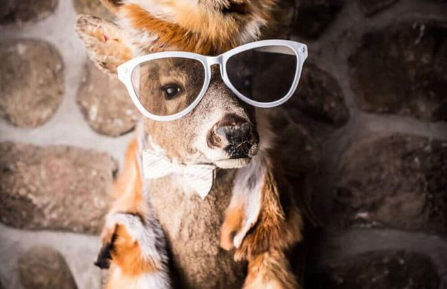 Le Chalet des Laurentides - Photo 9