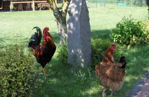 Agroturystyka Pod Podkową - Photo 67