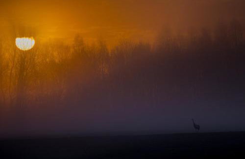 Siedlisko MiłoBrzózka - Photo 45