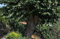 Casa di Campagna Il Granaio - Foto 12