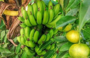 Villa Neli II - Photo 12