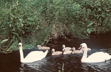 Littlemead - Newly renovated private studio near Glastonbury - Foto 25