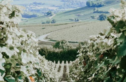 Le Val Suzenay - Foto 60