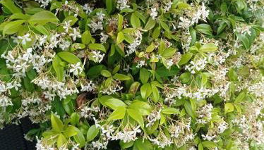 STUDIO Jasmin & Jardin 1 à 2 pers à Villa Terra - Foto 4