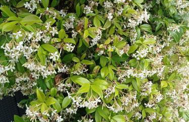 STUDIO Jasmin & Jardin 1 à 2 pers à Villa Terra - Photo 4