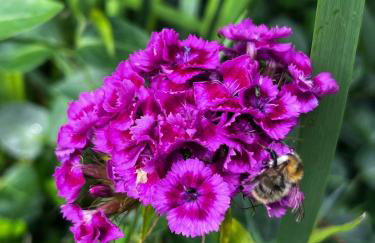 Forest Guest House - Foto 10