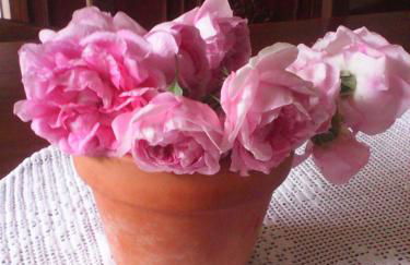 Horta de Torrejais - Foto 12