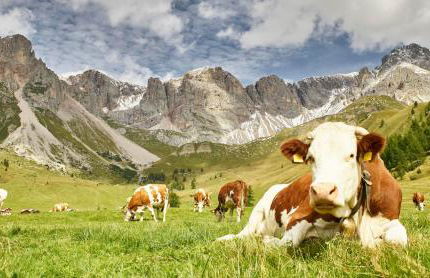 Il Raponzolo di Roccia - Foto 36