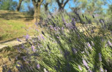 Chalet Bosco Magico Roccolo - Foto 9