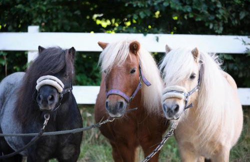 Hof Maiholm - Sattelkammer - Foto 15
