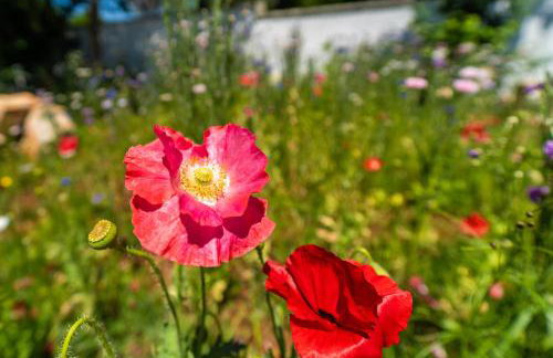 Holiday Home Carla and Dajana - Photo 19