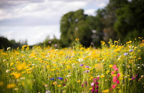 Bio Ferienbauernhof Voß - Foto 52