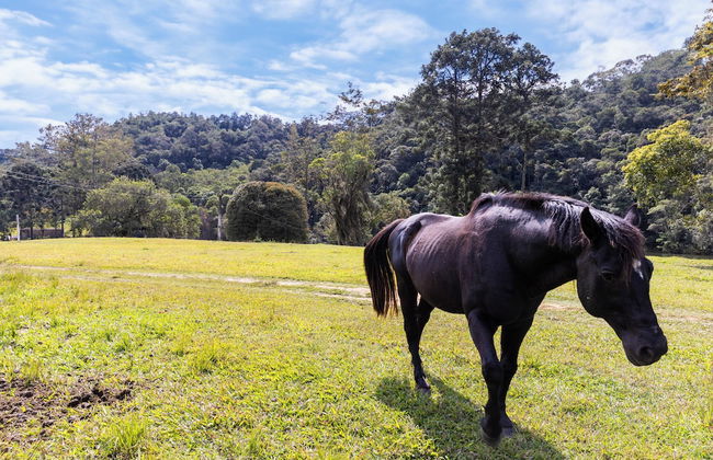 Sitio Natureza piscina e churrasqueira - Photo 59