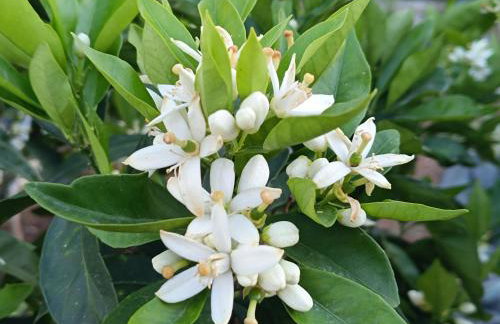 Oropos Relax View - Foto 48