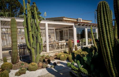 Garden Cactus - Foto 22