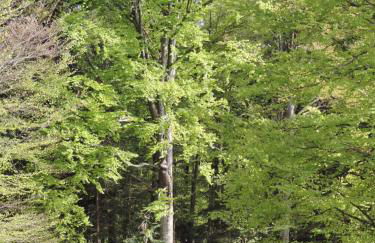 Ferienwohnung Waldoase am Fuchsenstein - Foto 10