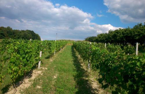 Domek na Winnicy Zagrabie - Foto 16