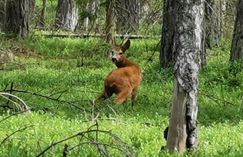Serce Puszczy Wiartel - Foto 28