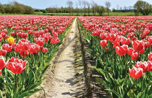 LocaLise - M3A La Maison du pêcheur au Guilvinec - Chambres vue mer - A 20m de la mer située à la pointe de Men Meur - Tout à pied, plage, port, centre, commerces, marché - Wifi inclus - Linge de lit inclus - Jardin clos - En option , ménage et serviettes - Foto 48