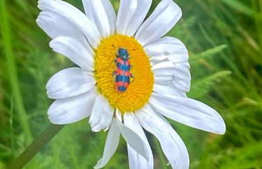 Home in Champagnac La Riviere with shared pool - Foto 25