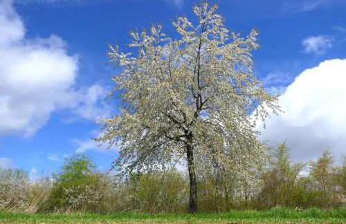 Ferienhaus am Sauerbrunnen - Foto 39