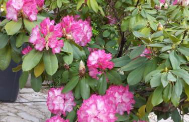 Gîte 2 "Le Tilia " aux magnolias 3 étoiles - Foto 32