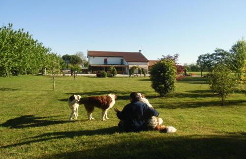Agriturismo il Podere Vedelago con San Bernardo, Alpaca e una Pentola di cose da scoprire - Foto 45
